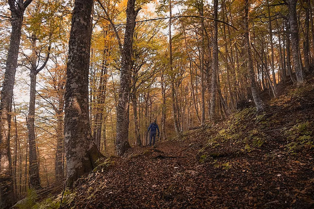 Bosco di Pianacquadio