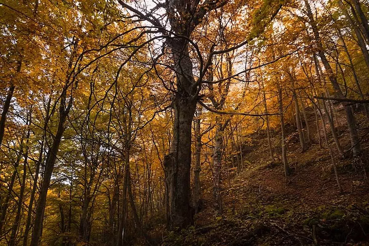 Bosco di Pianacquadio