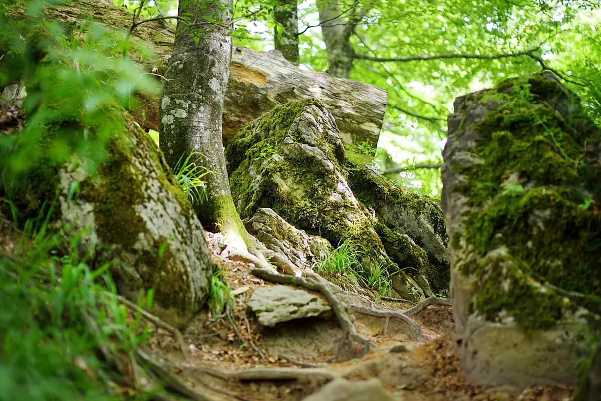 SH: 2117387084