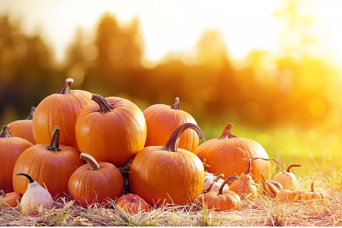 cibo dell'autunno