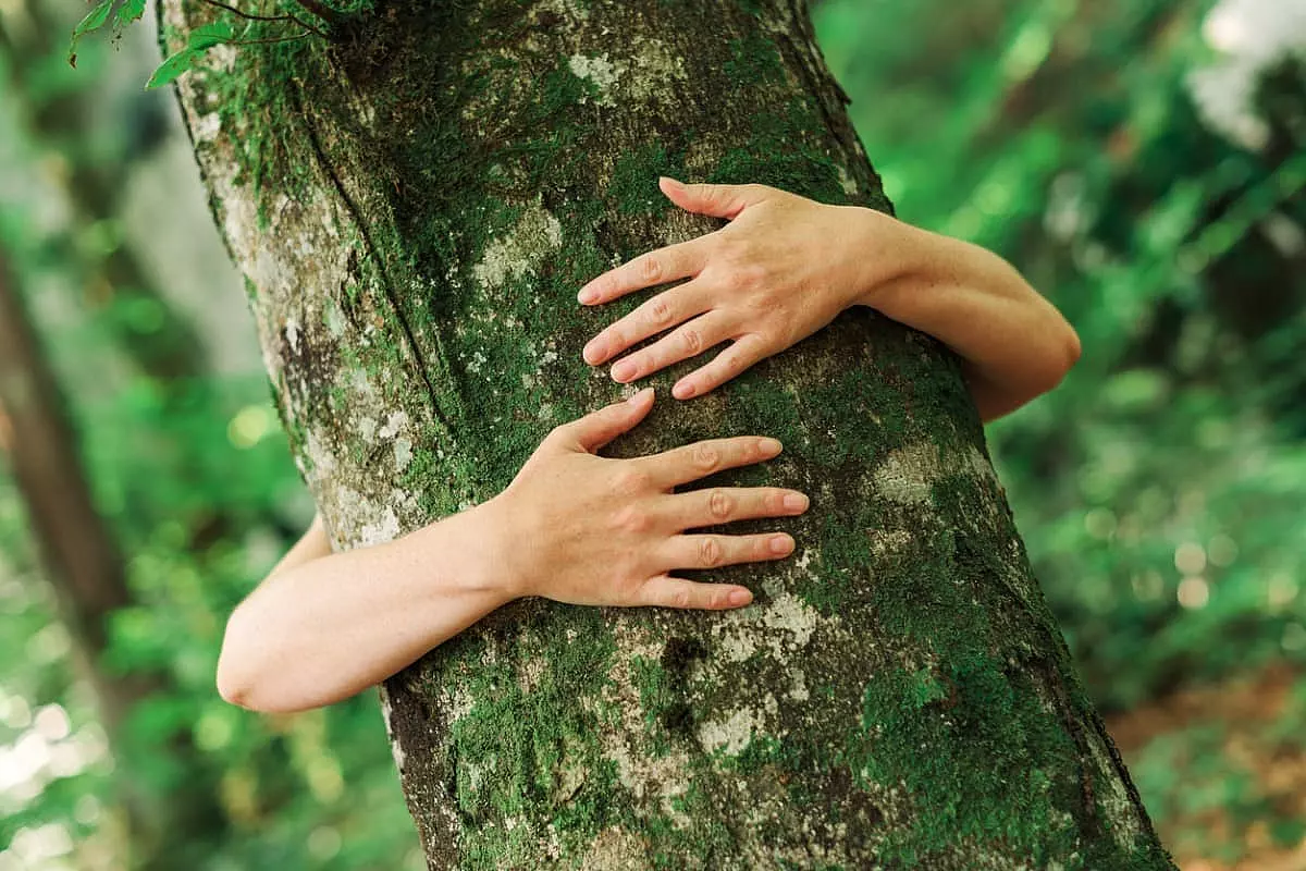 Forest Bathing giapponese