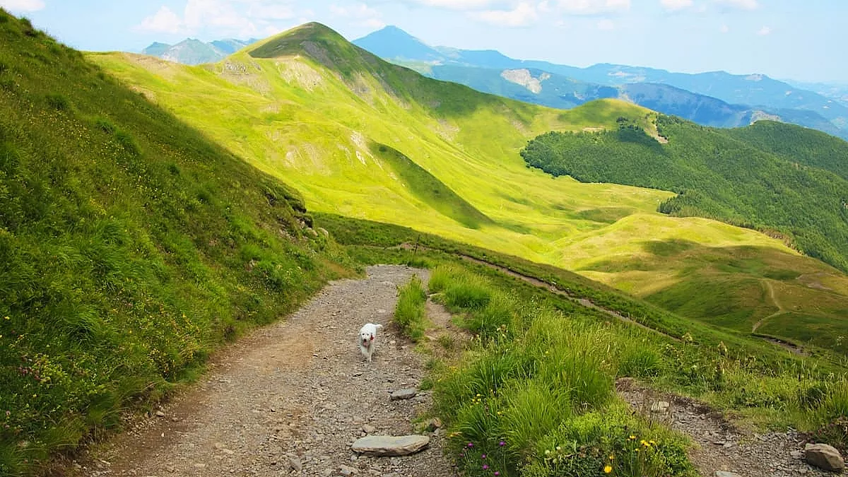  Parco Regionale del Corno alle Scale. IS: 1337699919