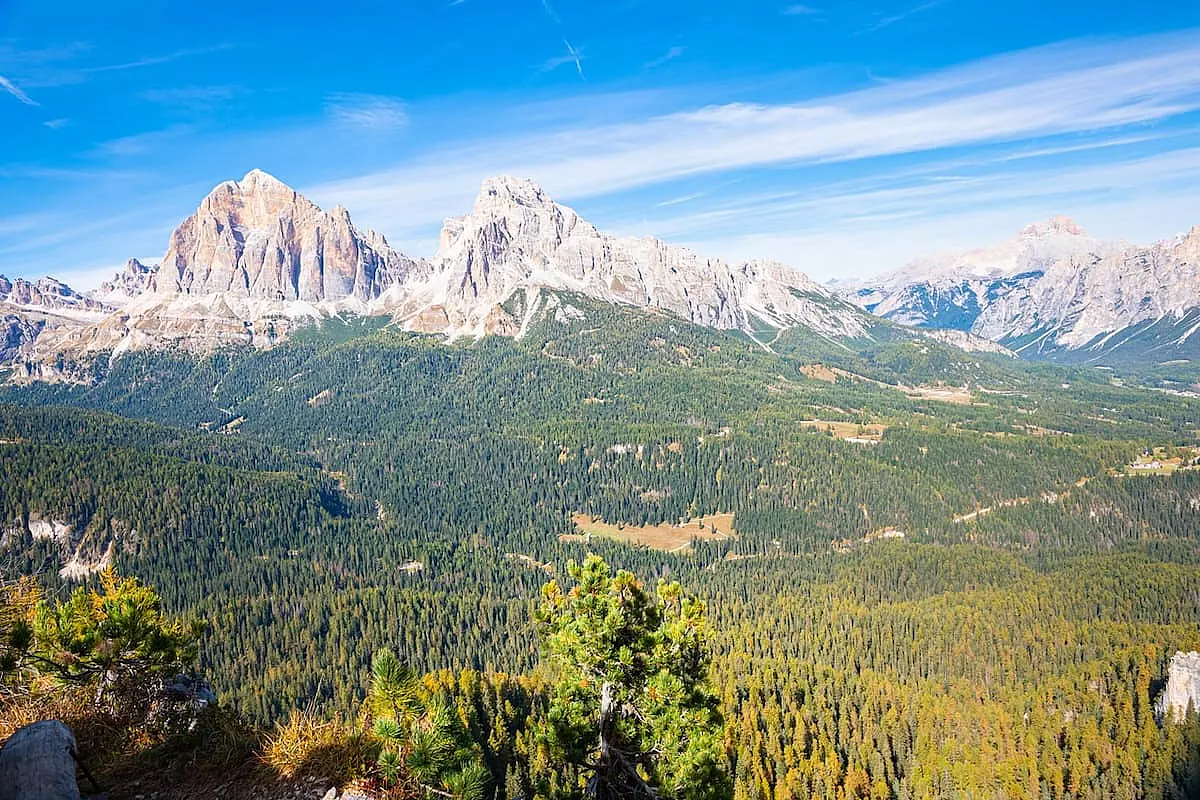 Distesa di larici secolari con vista sulle Dolomiti a Cortina d'Ampezzo - IS: 1813334979