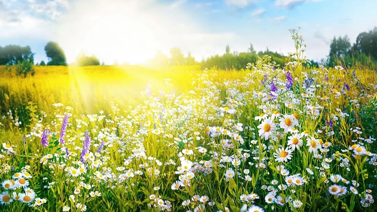 Apoteosi della primavera con moltissimi fiori stupendi in un prato paradisiaco - SH: 2228977527