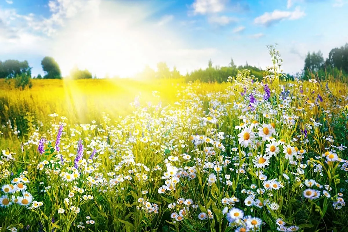 Apoteosi della primavera con moltissimi fiori stupendi in un prato paradisiaco - SH: 2228977527