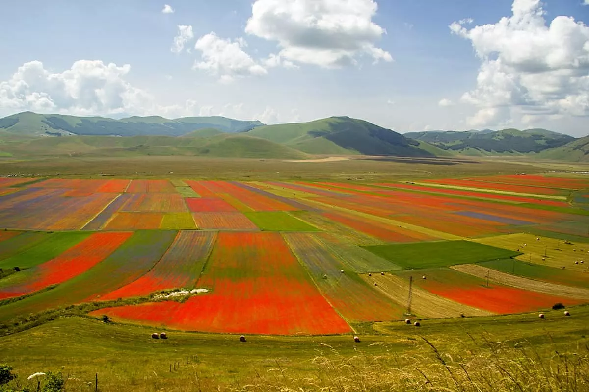 Bellissima distesa di campi di tulipani a Castelluccio di Norcia - SH: 