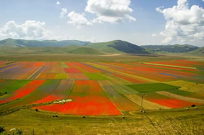 Bellissima distesa di campi di tulipani a Castelluccio di Norcia - SH: