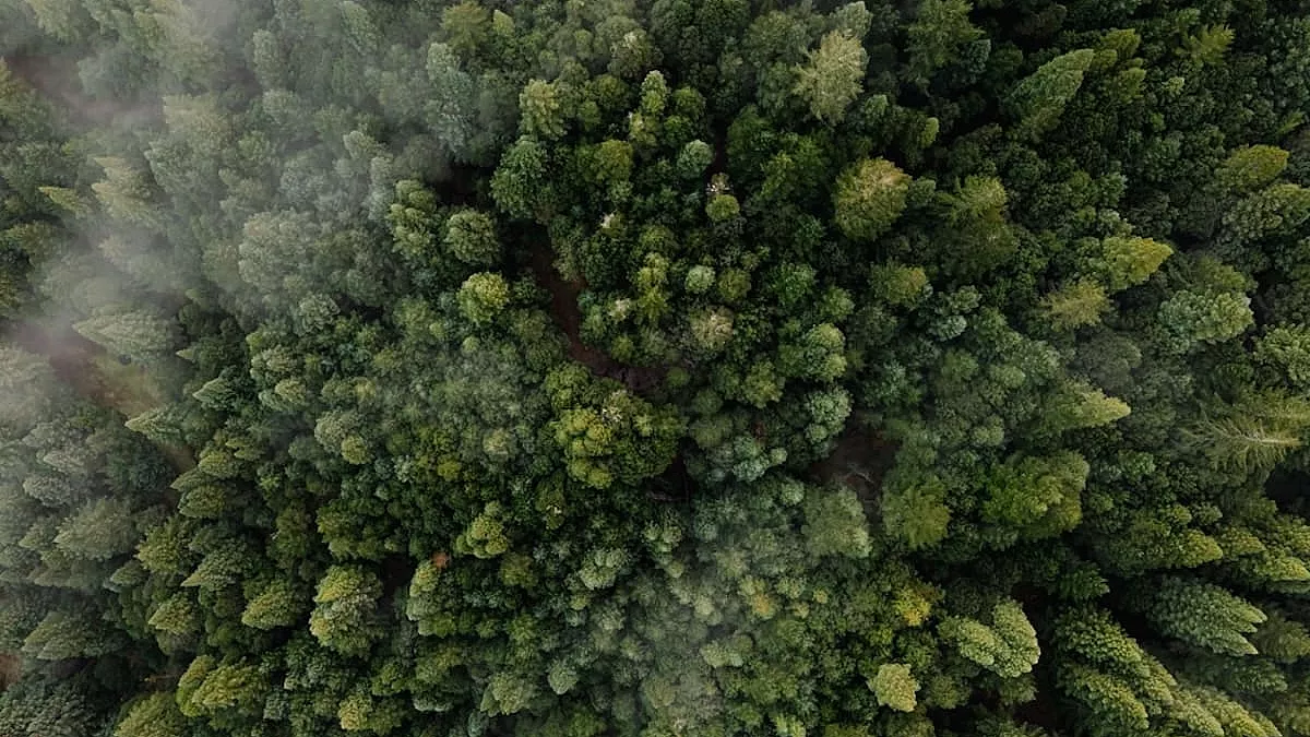 Bellissima foresta di abeti vista dall'alto - SH: 2239819553