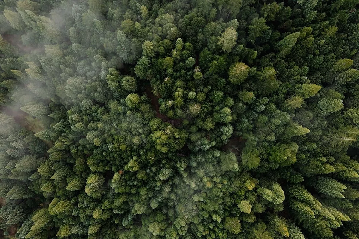 Bellissima foresta di abeti vista dall'alto - SH: 2239819553