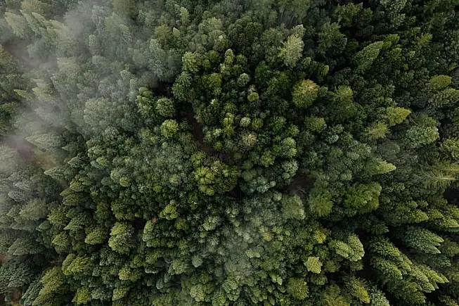 Bellissima foresta di abeti vista dall'alto - SH: 2239819553