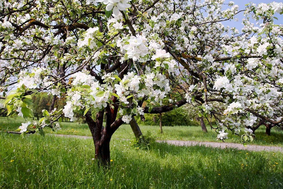 Bellissimo meleto in fiore durante la primavera - SH: 71428651