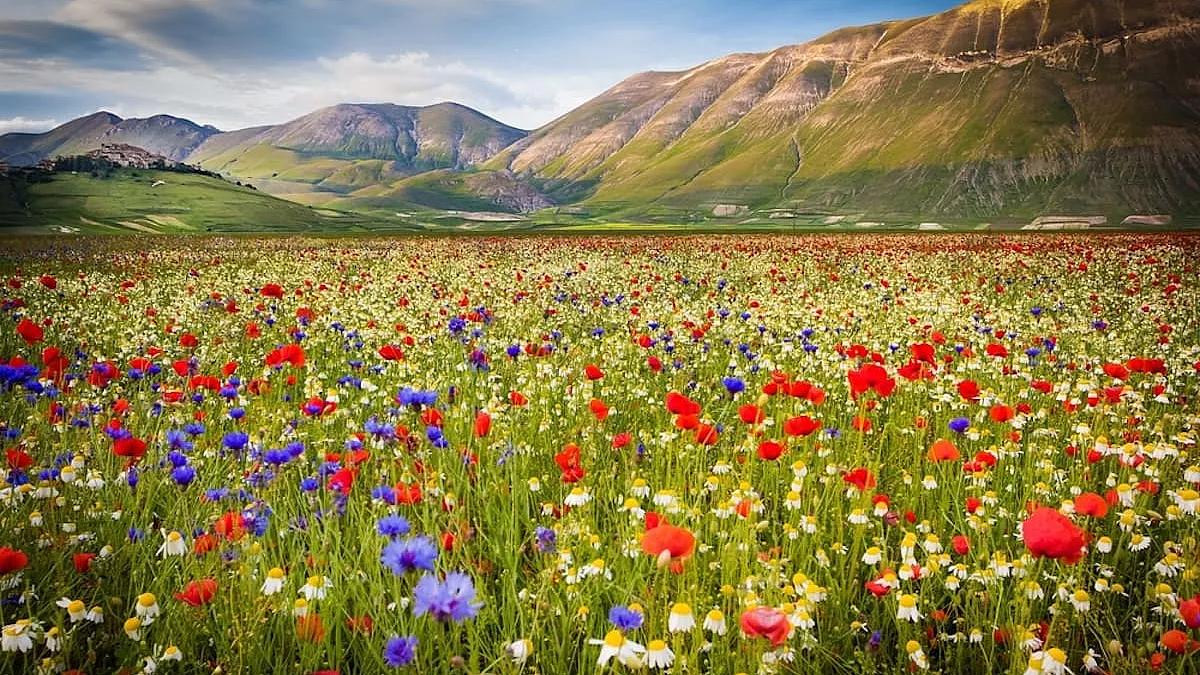 Meravigliosa e colorata fioritura nella Piana Grande a Castelluccio di Norcia - SH: 251386576