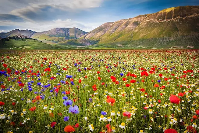Meravigliosa e colorata fioritura nella Piana Grande a Castelluccio di Norcia - SH: 251386576