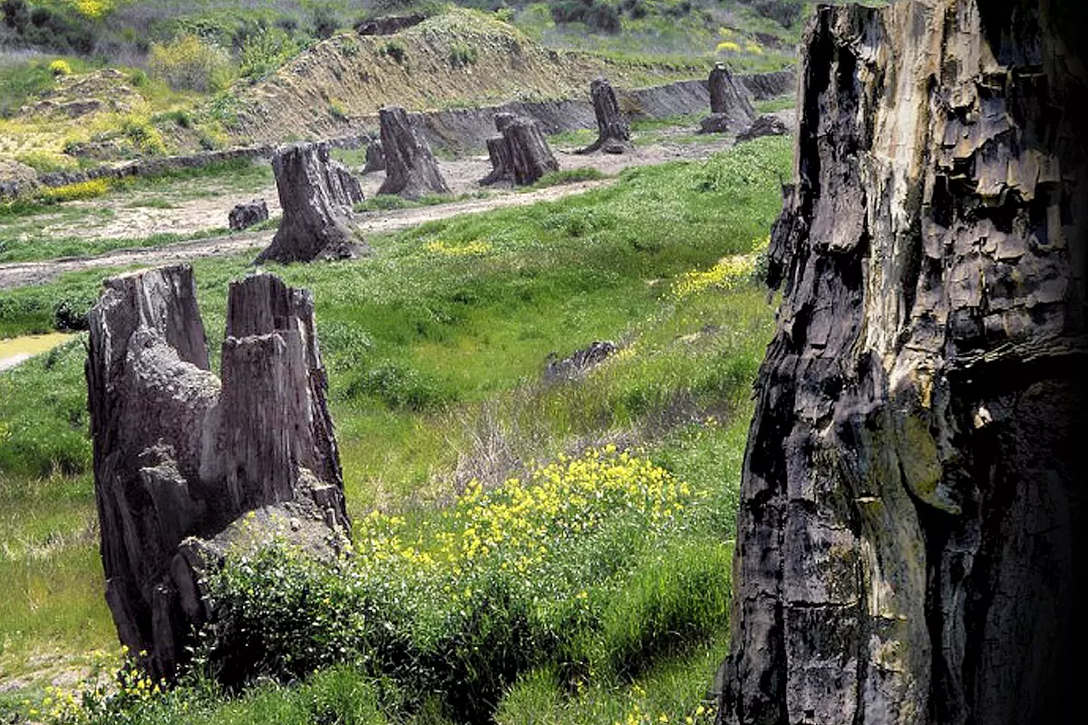 Parte della straordinaria foresta fossile di Dunarobba, uno dei siti archeologici più straordinari che esistano 