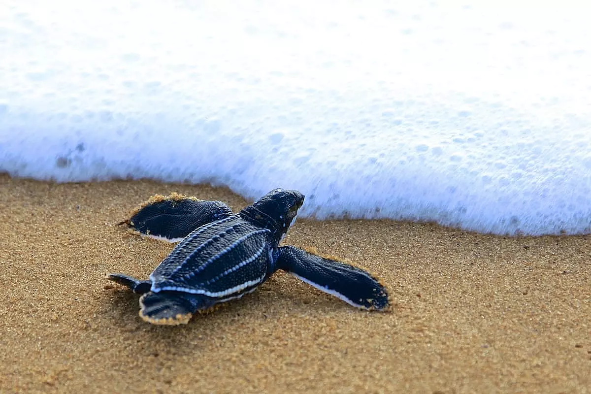 Piccolo esemplare di tartaruga liuto che dalla spiaggia sta per immettersi in mare - IS: 502419053