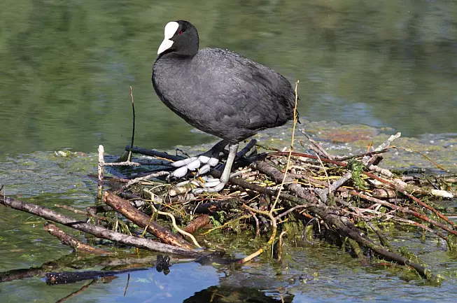 La Folaga, uccello che si trova al Lago di Posta Fibreno