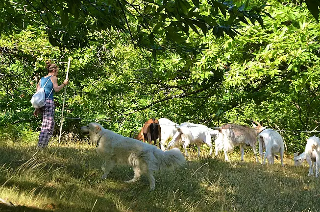 Scuola di Pastori ©Parco delle Foreste Casentinesi