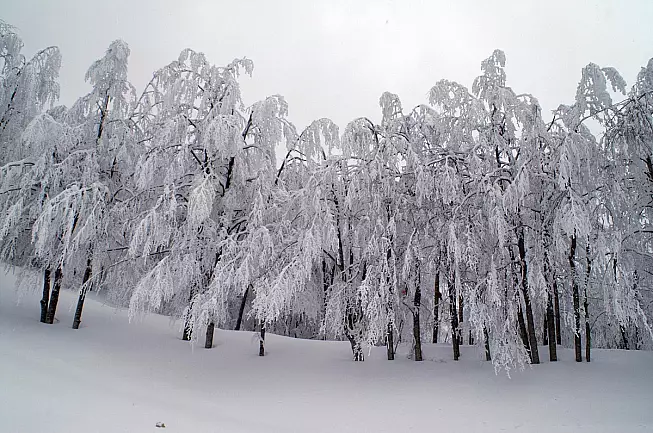 Parco delle Foreste Casentinesi - Foto ©Giacomini (Parco delle Foreste Casentinesi)