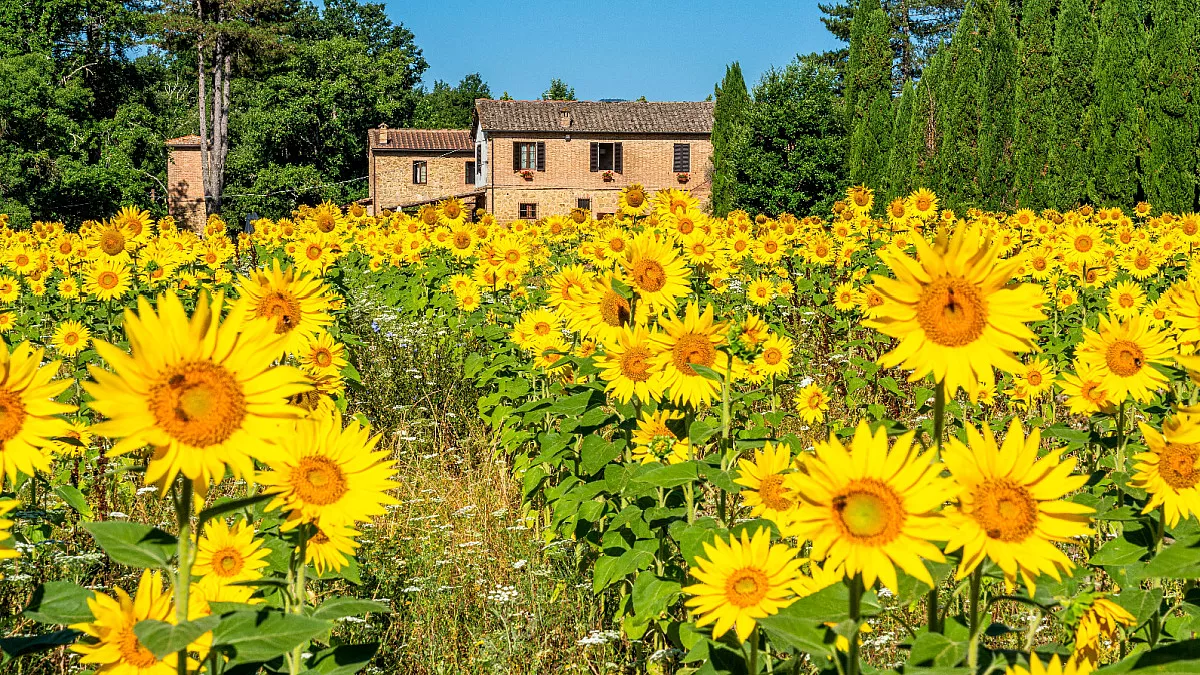 Girasoli vicino alla Abbazia di San Galgano, Toscana. Shutterstock_2355350421