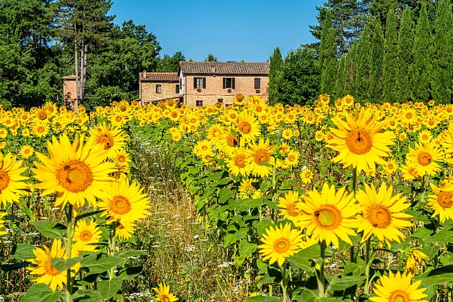 Girasoli vicino alla Abbazia di San Galgano, Toscana. Shutterstock_2355350421