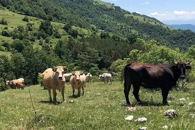 Mucche al pascolo a Cittareale - Foto: Azienda agricola Guerci