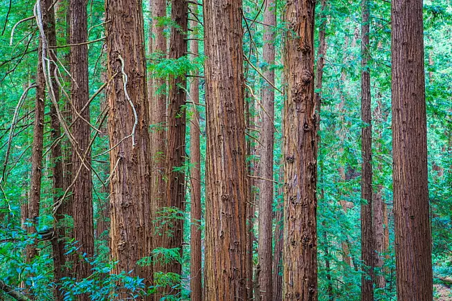 Yosemite National Park, John Muir Trail, alberi. Shutterstock_174741170