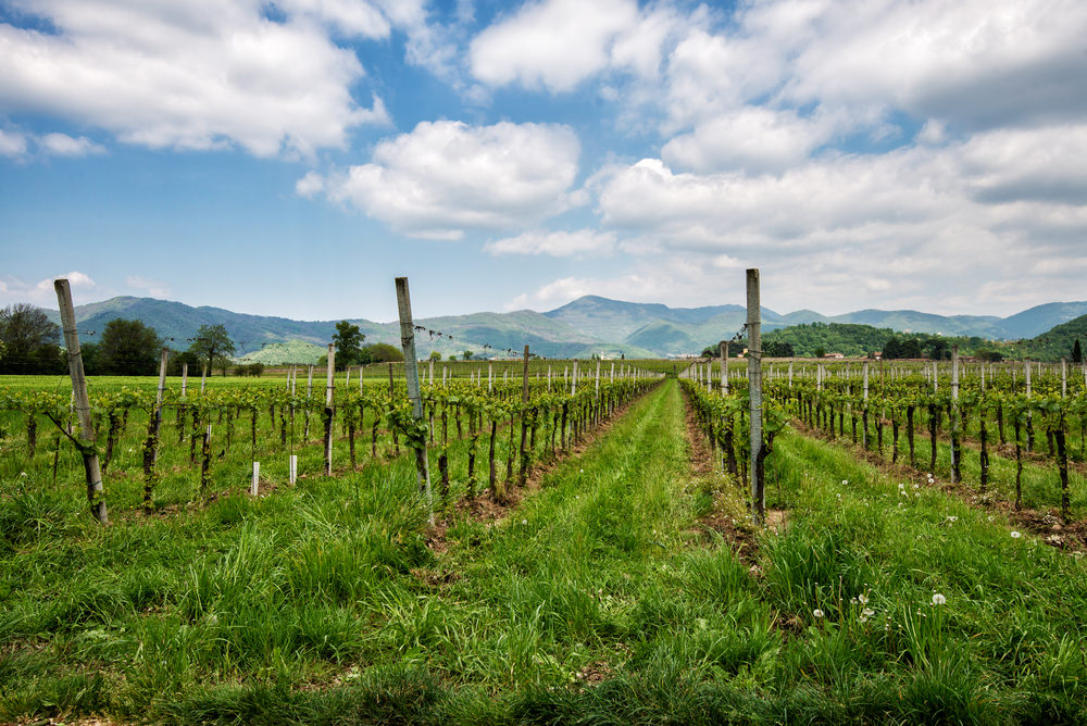 Franciacorta vigneti