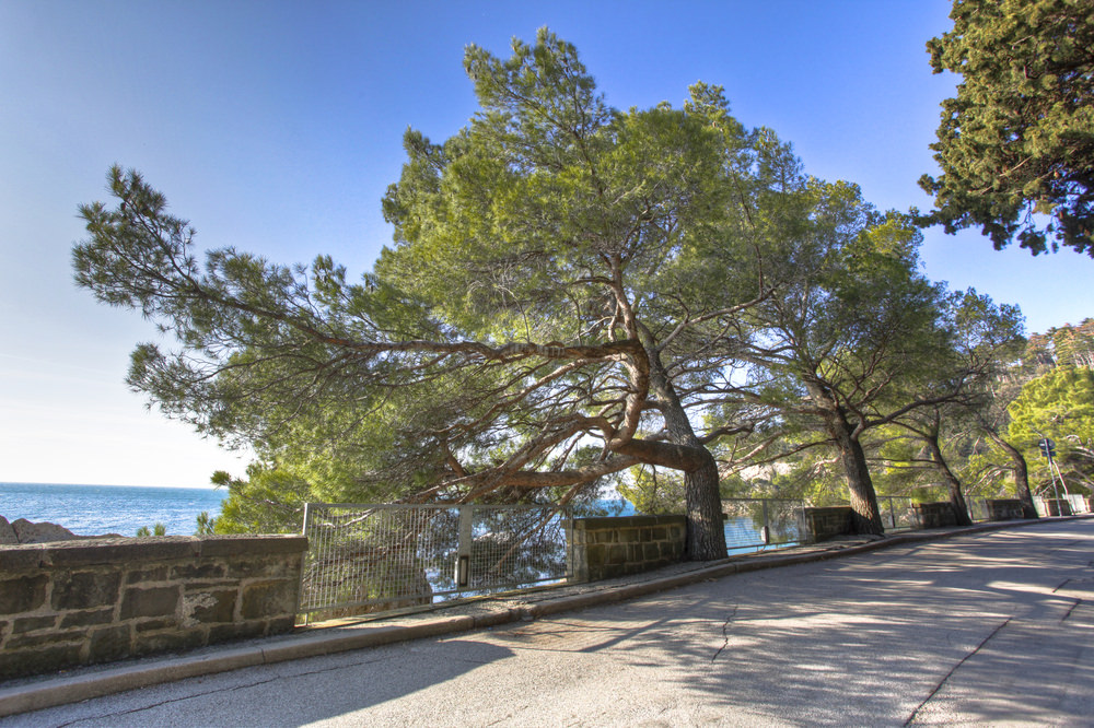 Strada Costiera, Trieste