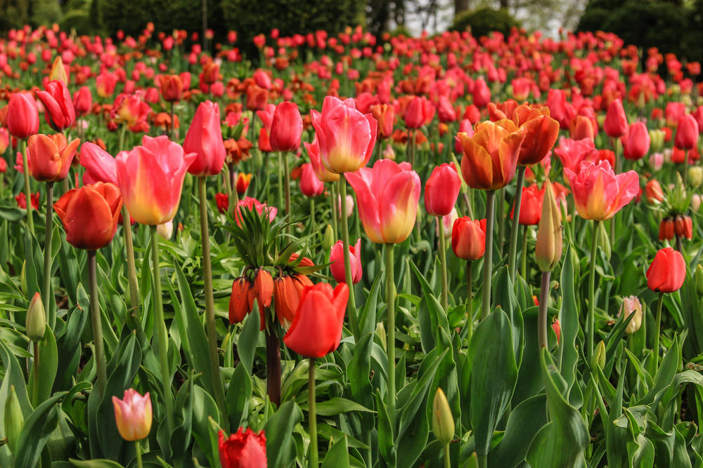 Fioritura tulipani al Sigurtà