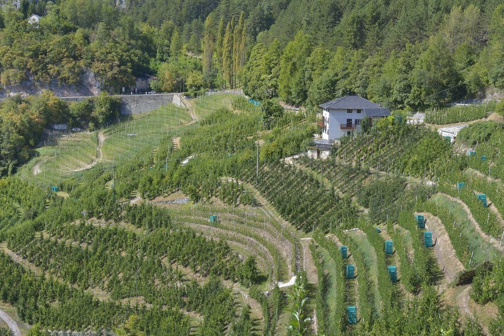 Val di Non, meleti