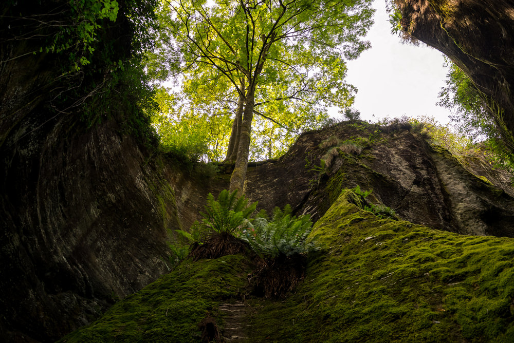 Orrido di Uriezzo, natura