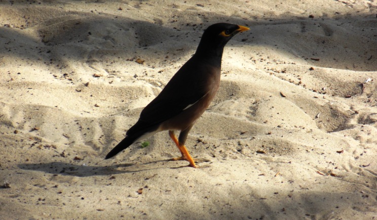 birdwatching