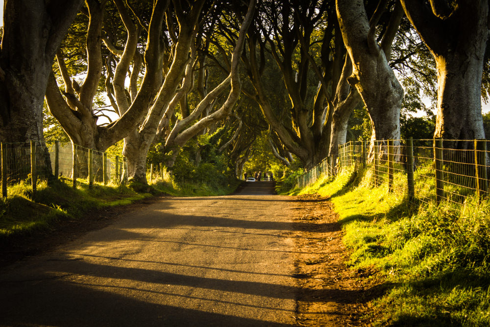 The Dark Hedges