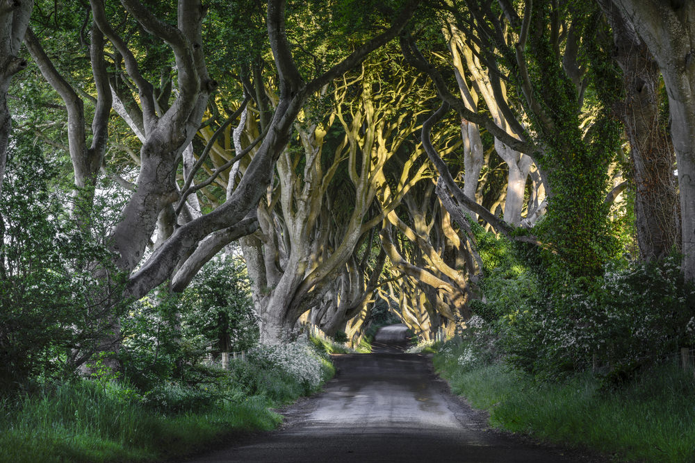 The Dark Hedges, Irlanda del Nord