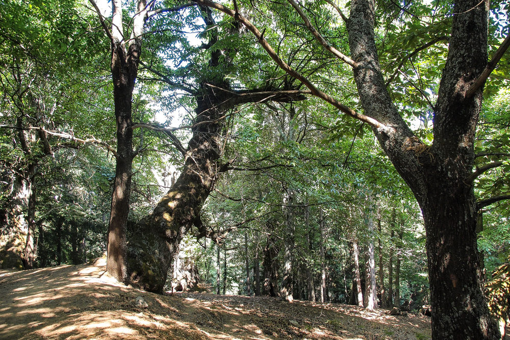 Monte Curcio, boschi