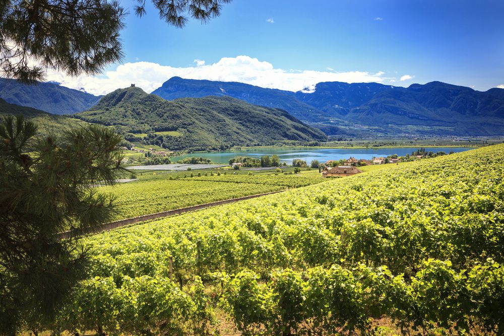 Strada del Vino Alto Adige - Caldaro