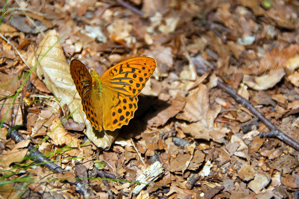 Val d'Aveto, parco