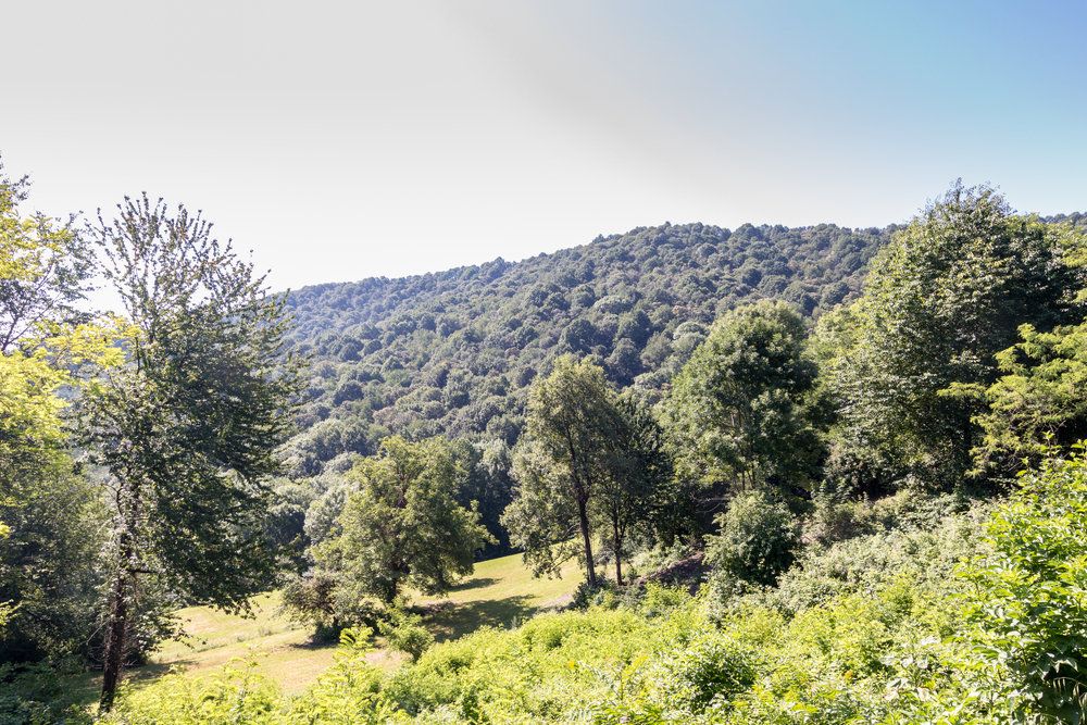 Bosco del Vaj