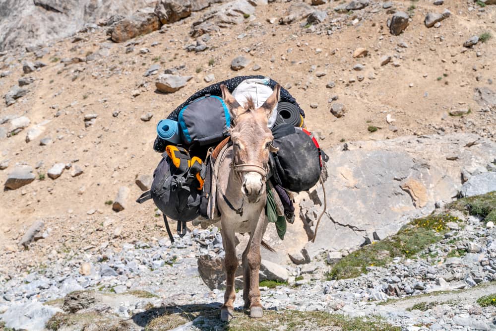 Trekking someggiato cura asini