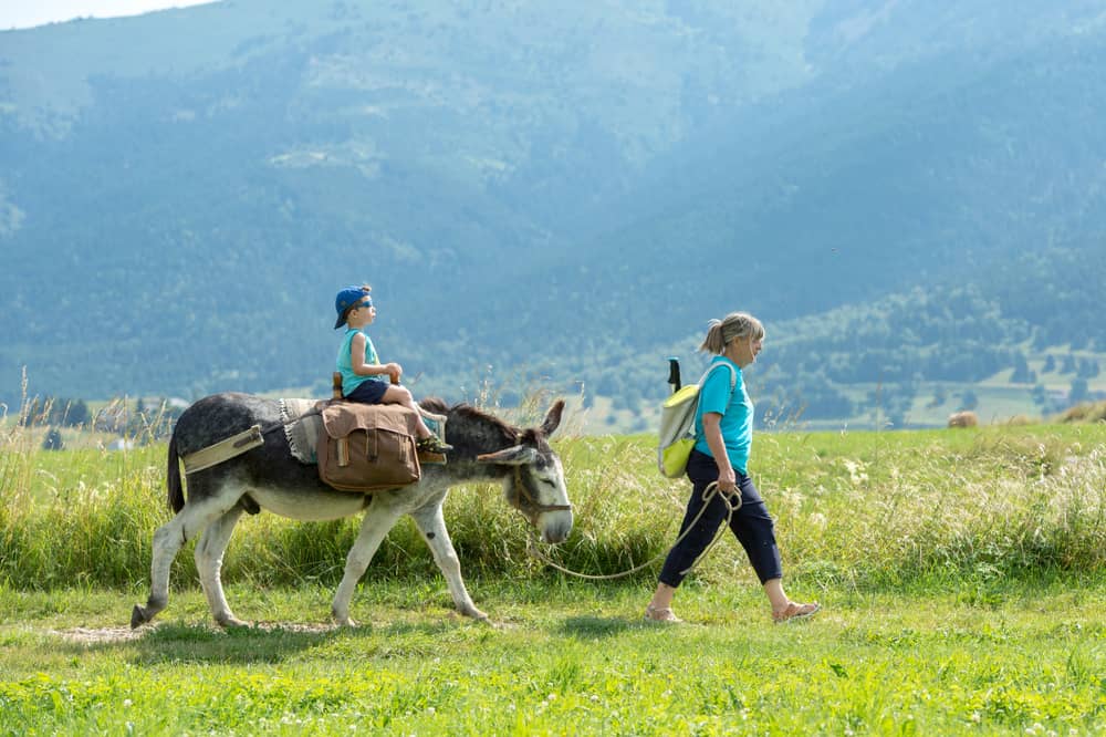 Trekking con gli asini