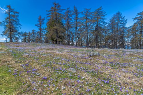 fioritura crocus alto adige_1485552149