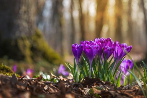 fioritura crocus alto adige_1677908011