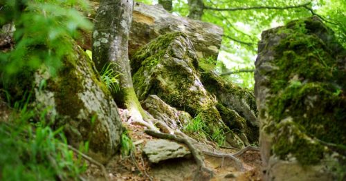 foreste_casentinesi_strettoia