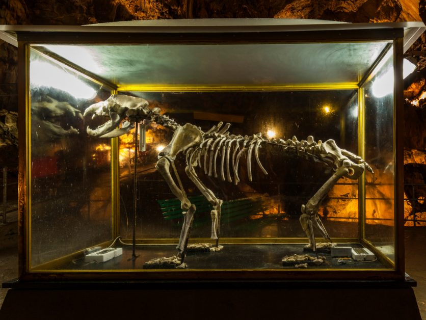 Un reperto paleontologico di un orso nelle Grotte di Bossea in Piemonte
