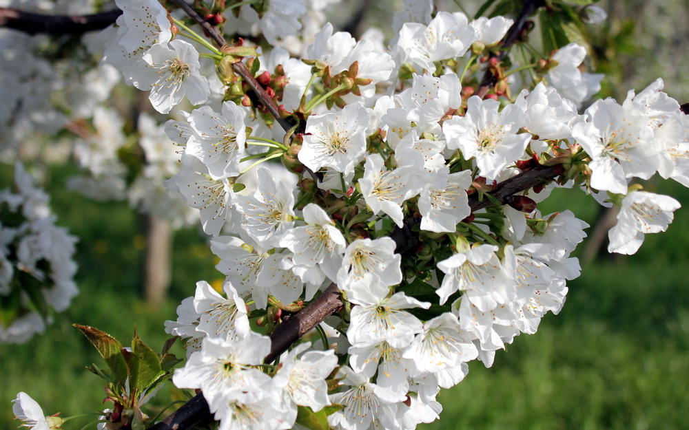 hanami italia vignola_517224247