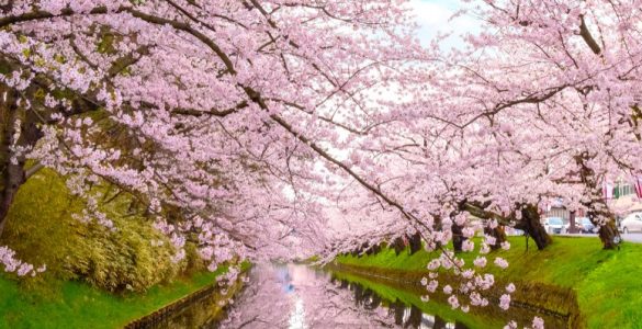 hanami italia_dove vedere ciliegi in fiore_1280582305