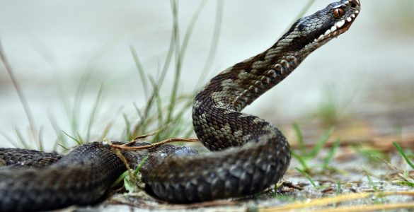 morso di vipera_cosa fare_ g8c6dc3e2e