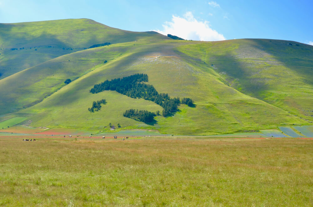 Il Bosco Italia nella piana di Castelluccio di Norcia, in Umbria