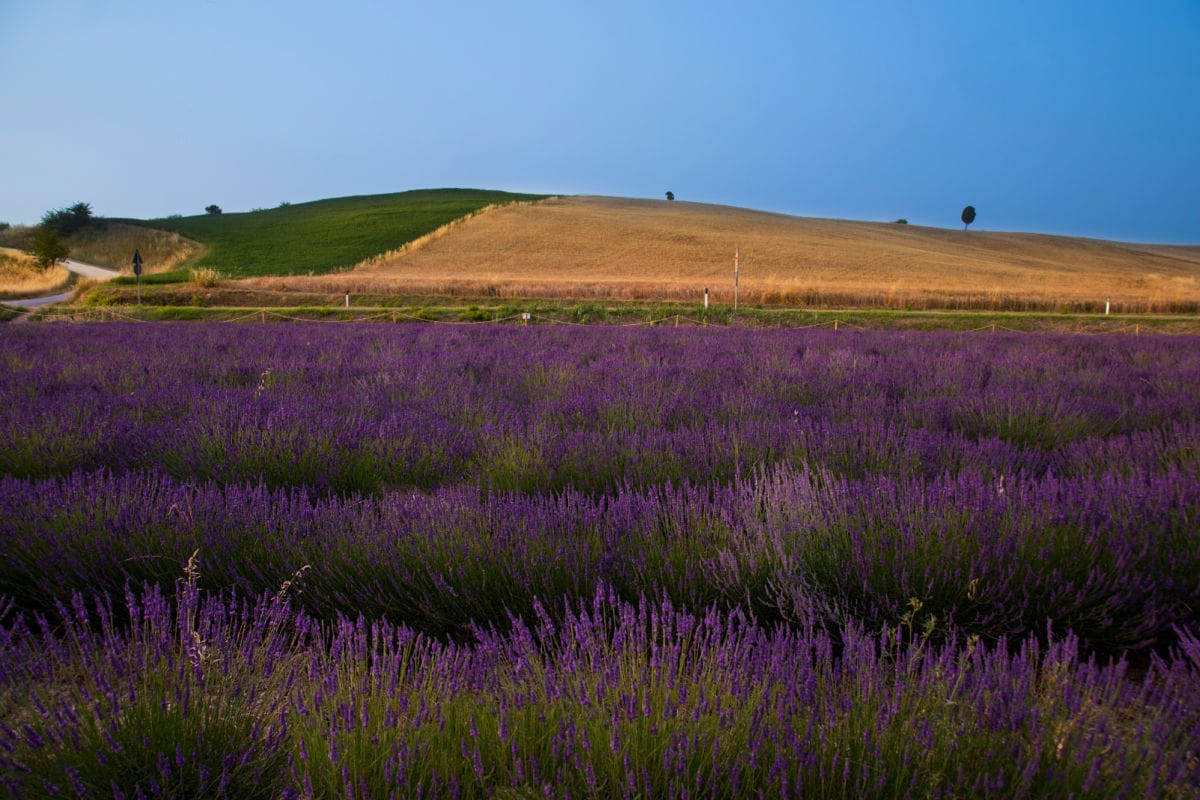 lavanda_pisana