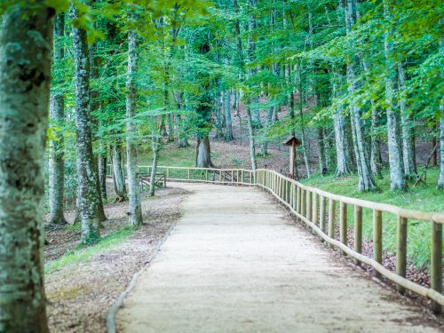 trekking foresta umbra_1306866127